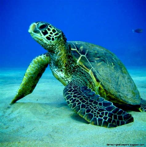 Ocean Animals Underwater | Amazing Wallpapers