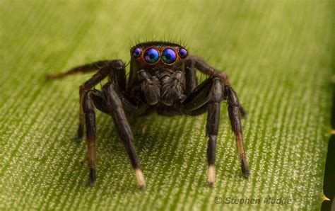 Blue-eyed jumping spider (Jotus sp?) -- Macro in photography-on-the.net forums