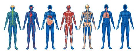 Unit 5 HUMAN PHYSIOLOGY (topic 6 & option D) - Backes