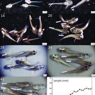 Channa gachua fry at 1, 7, 14, 20, 28, 34 and 42 days of age display... | Download Scientific ...