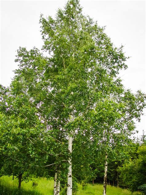 European White Birch Trees For Sale | The Tree Center