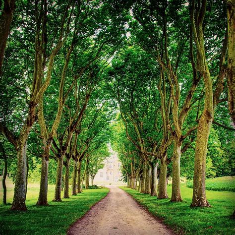 Avenue Trees - 910x910 Wallpaper - teahub.io