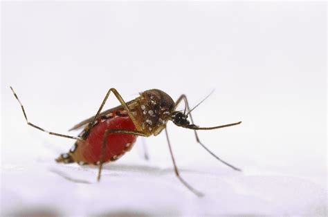 Aedes aegypti Mosquito [IMAGE] | EurekAlert! Science News Releases