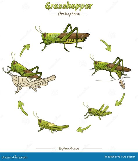 Grasshopper Life Cycle For Education Cartoon Vector | CartoonDealer.com #152245649