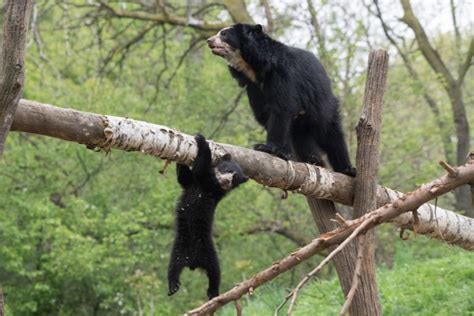 Photos: South America's adorable Andean bear