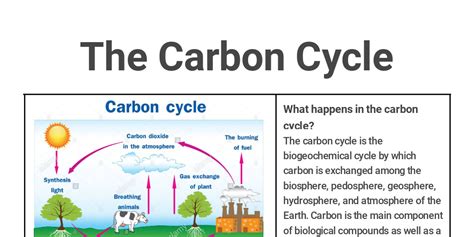 The Carbon Cycle by Anthony Le - Infogram