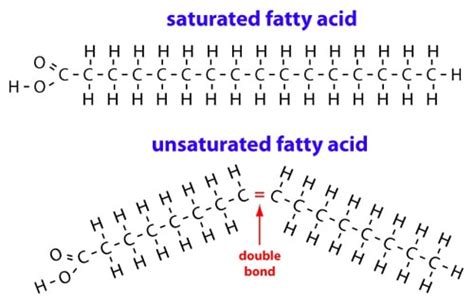 Polyunsaturated Fat Molecule