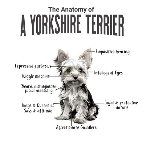 Yorkie Anatomy Mug Gift Idea for Dog Lovers Gift for Yorkie Dog Owner ...