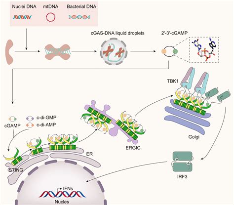 Frontiers | The cGAS-STING Pathway in Bacterial Infection and Bacterial ...