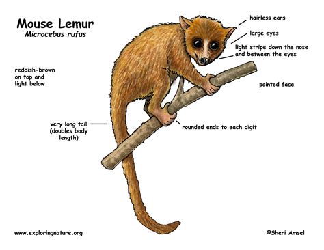 Lemur (Mouse)