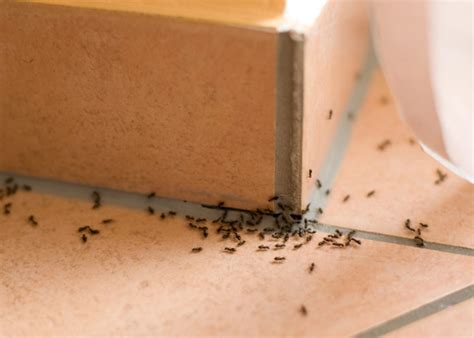 Why tiny ants have invaded your house, and what to do about it | Evening Report