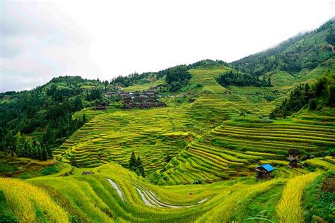 Aerial view of golden Jiabang rice terraces, Guizhou province[4 ...