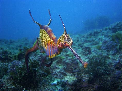 Common Seadragon, Phyllopteryx taeniolatus (Lacépède, 1804) - The ...