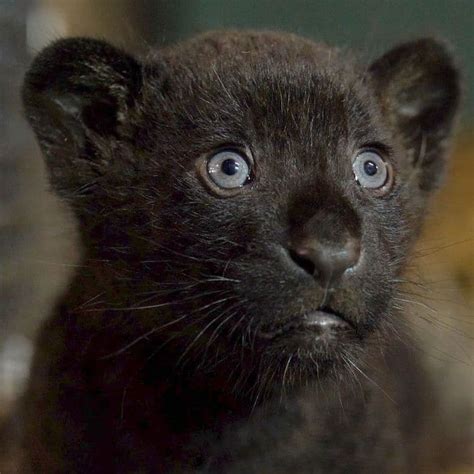 Rare Newborn Black Jaguar Cub Brings Hope to the “Near Threatened ...