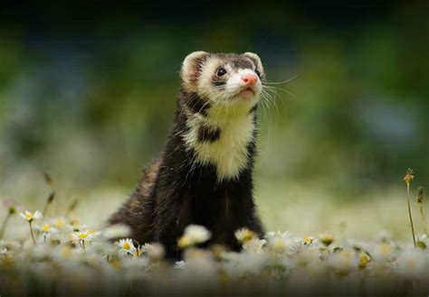 ADOPT A FERRET MONTH