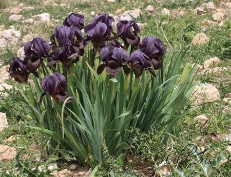 Black Iris jordan | Mediterranean plants, Goth garden, Iris flowers