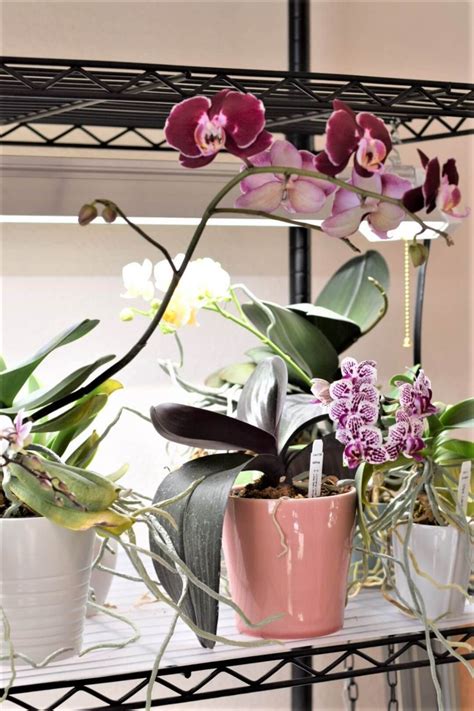 Growing Orchids Under LED Lights-Make Your Orchids Rebloom!