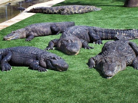 Review of Reptile Gardens in South Dakota - Tips for Family Trips