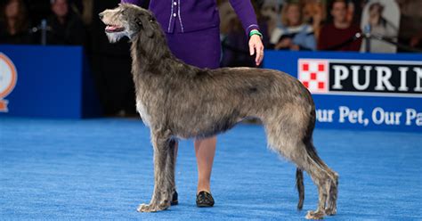 Which Dog Won The National Dog Show