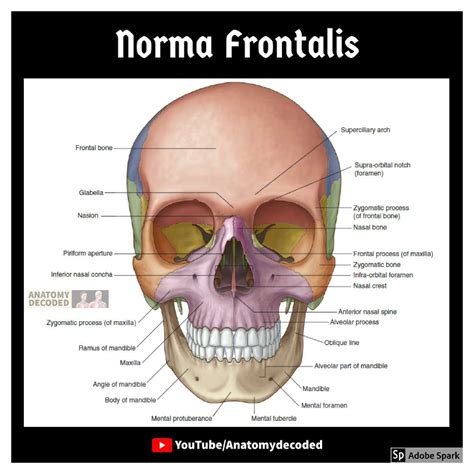 SOLUTION: Skull norma frontalis basalis anatomy decoded youtube - Studypool