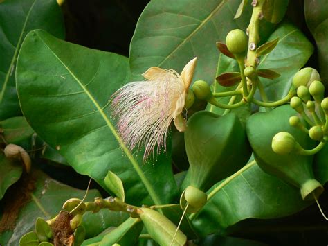 Barringtonia asiatica (L.) Kurz | Lecythidaceae (brazil nut … | Flickr