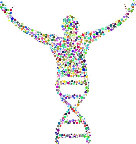 Dna Deoxyribonukleinsyre Mennesker - Gratis vektor grafik på Pixabay - Pixabay