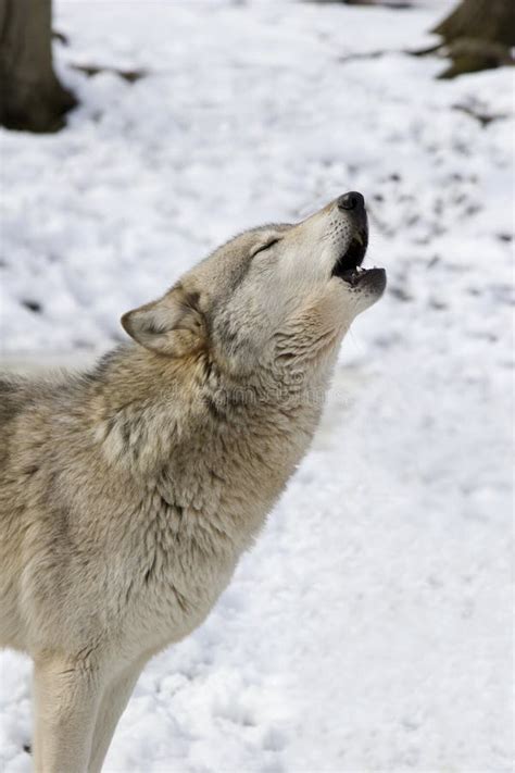 Wolf Howling in Snow stock photo. Image of wild, background - 8827270