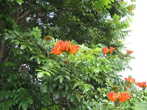 African tulip tree | Central QLD Coast Landcare Network