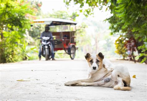 Rescue of Stray Animals in Southeast Asia - FOUR PAWS International ...