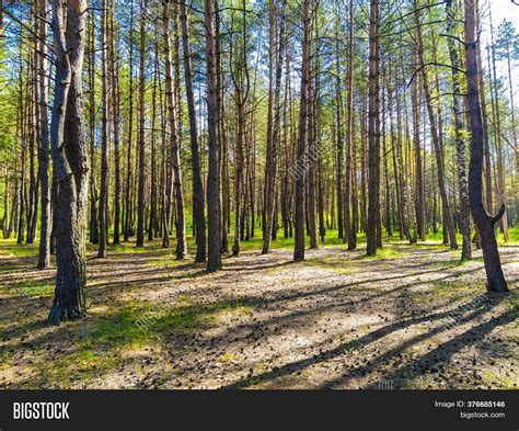 Image Summer Forest Image & Photo (Free Trial) | Bigstock