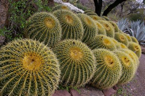 65 best Desert Plants images on Pinterest | Desert plants, Desert gardening and Deserts