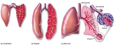 Why must larger animals have an efficient respiratory system? | Socratic