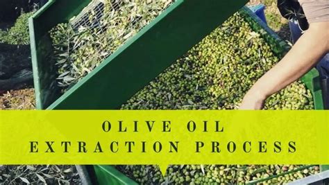 Olive Oil Extraction Process With Pictures & Infographic | Oliviada ...