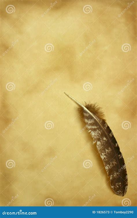 Quill on Parchment stock image. Image of parchment, feather - 1826573