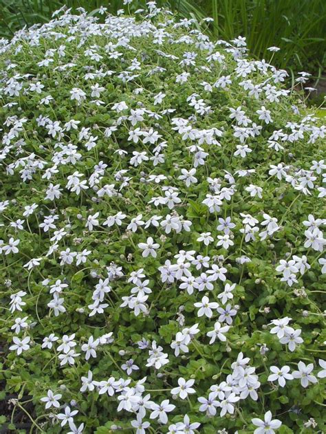 Isotoma - 'Fluviatilis' Blue Star Creeper | Ground cover flowers ...