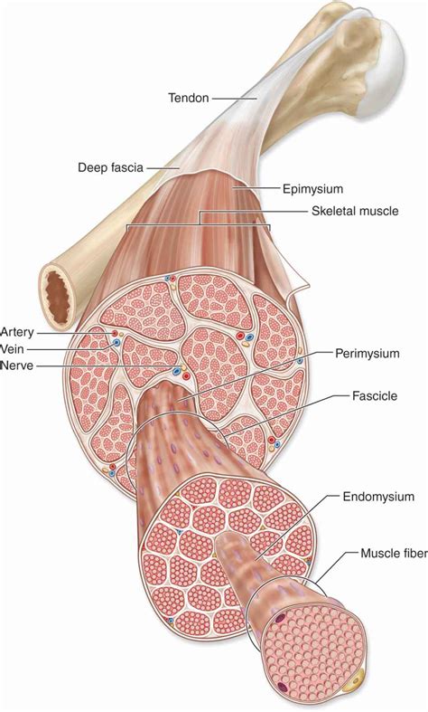 Muscle Tissue | Basicmedical Key