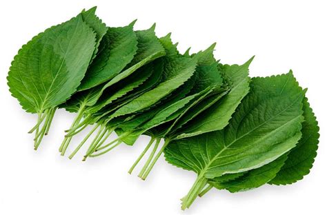 Shiso Leaf - 10 Pieces – Asian Veggies