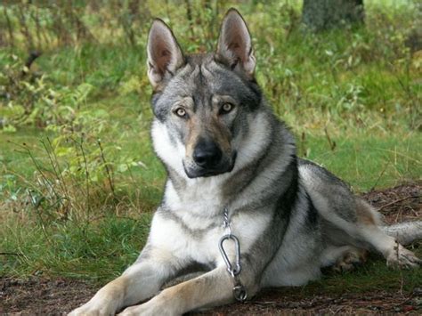 1000+ images about German Shepherd Wolf Hybrid on Pinterest | Wolf Dogs, Wolves and German Shepherds