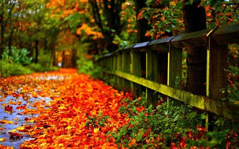 Fall, thanksgiving autumn leaves HD wallpaper | Pxfuel