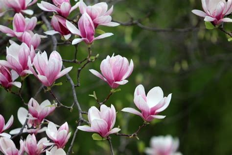 Magnolia Flower Meaning and Symbolism in Everyday Lives