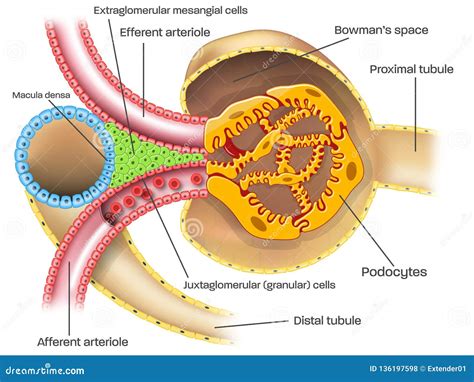 Juxtaglomerular Apparat Von Niere Nephron Illustration Mit Titeln Stock ...