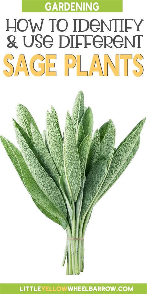 Guide to the Different Types of Sage Plants