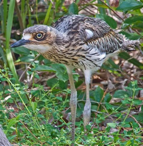 Bush Stone Curlew | The Animal Facts | Habitat, Diet, Behaviour, More!