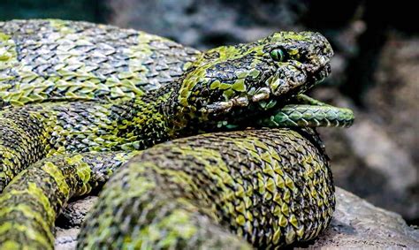 Mangshan Pit Viper - Los Angeles Zoo and Botanical Gardens