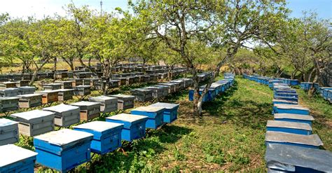 Bee Boxes in a Bee Farm · Free Stock Photo