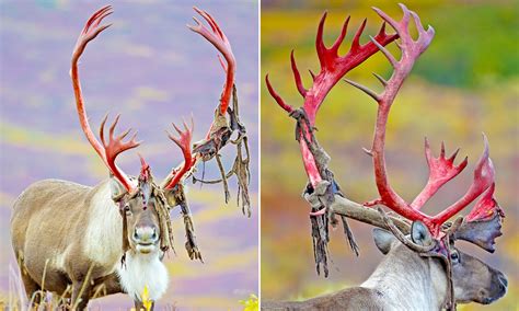 This is a deer in the middle of shedding the sking from its newly formed antlers. : r ...