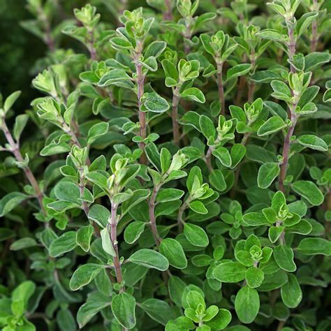 Sweet Marjoram Seeds | Origanum Majorana Flower Seeds