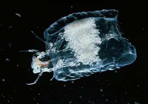 Phronima Sedentaria Amphipod Parasite Of A Salp Photograph by Sinclair ...