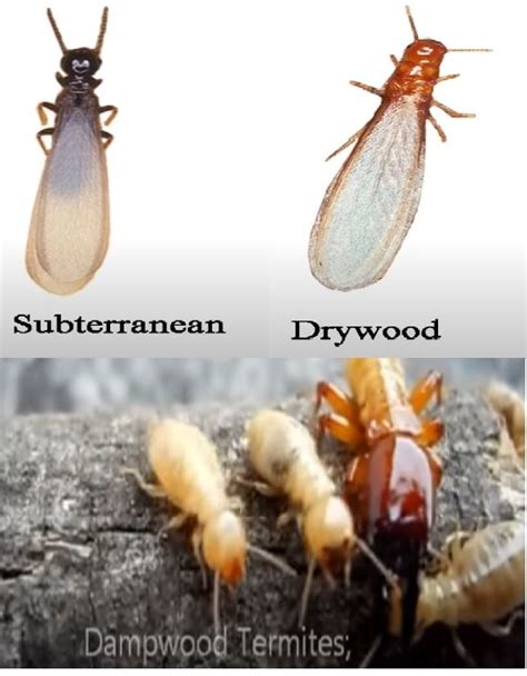 Types Of Termites | Atlas Termite & Pest Control