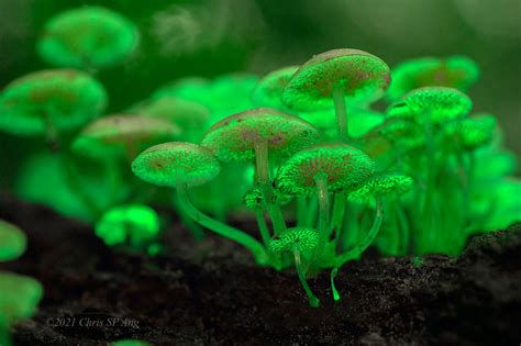 S'pore Man Spots Glow-In-The-Dark Mushrooms At Bukit Batok, Makes ...